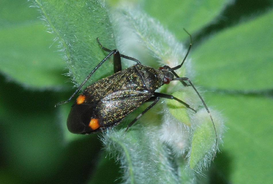Miridae da det.